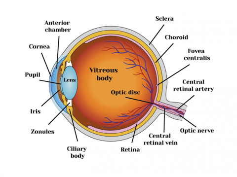 Resources | Lens Mode Contact Lenses